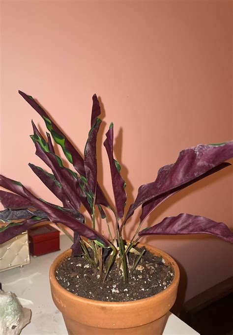 Rattlesnake plants leaves won’t open up (it’s been days), what’s wrong