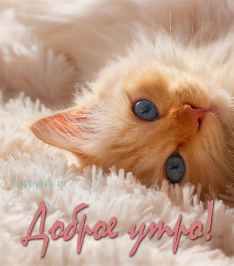 Картинка Доброе утро с рыжим котиком | Happypik