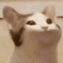 Talking Cat GIFs | Tenor
