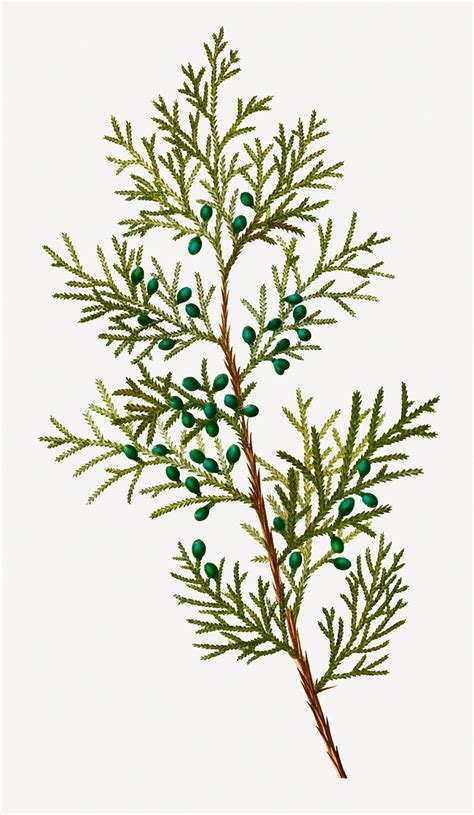 Common and prickly juniper | Free public domain illustration - 569042