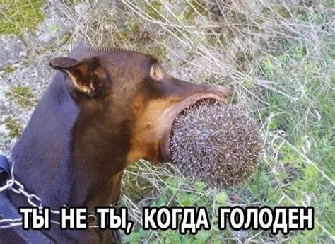 Угарные приколы из соц.сетей, сделающие ваш день! ФОТО