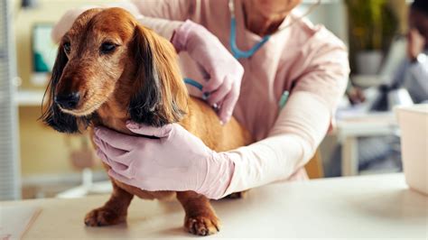 Selegiline for Dogs: Uses, Dosage, and Side Effects - GoodRx