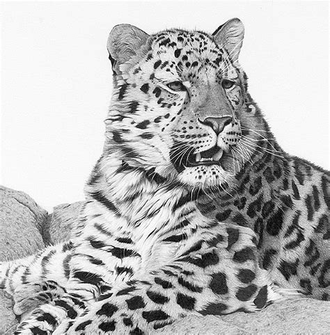 Красивые рисунки животных