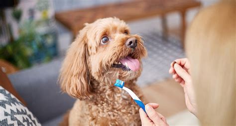 how often do i need to brush my dog's teeth
