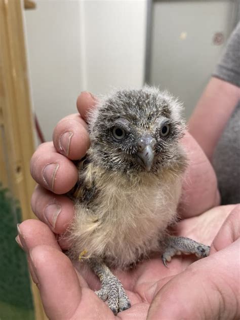 All About the Burrowing Owl | Canada’s Endangered Animals