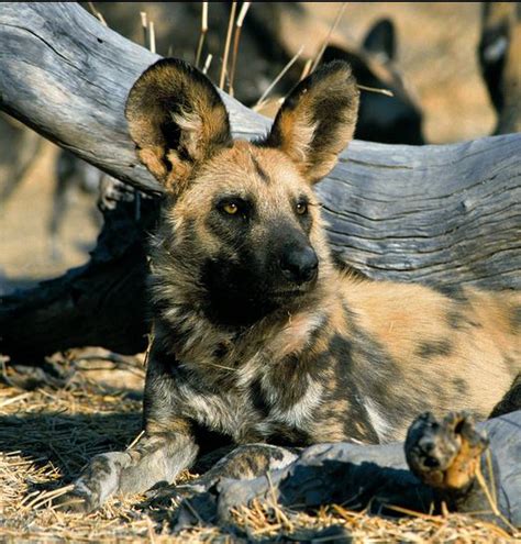 big   odd animals  africa big