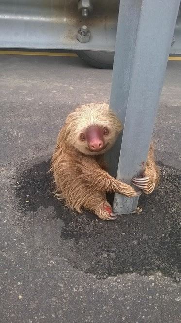 A Wayward Sloth Is Rescued After Getting Stuck in the Median While ...