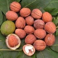 Купить саженцы грецкого ореха в Беларуси, заказать саженцы грецкого ...