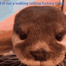 Otter GIF - Otter - Discover & Share GIFs