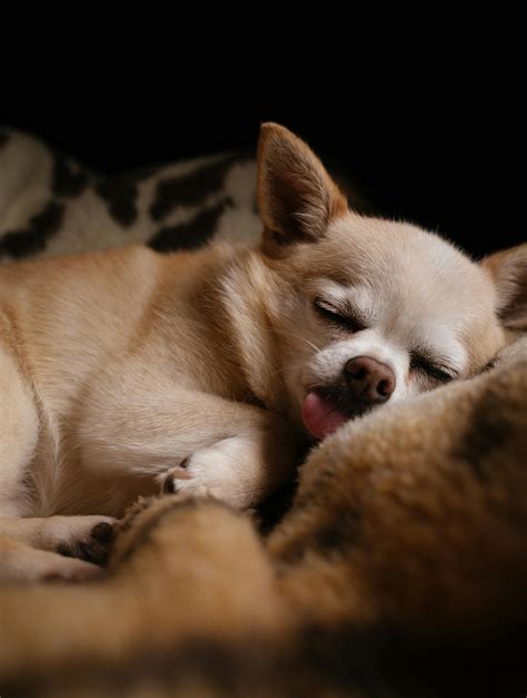 Canine Influenza: Understanding and Managing the Outbreak | Pawdarling