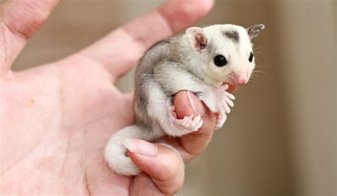 Complete Guide to Caring for a Sugar Glider - A Few Good Pets