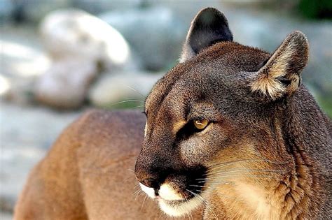Día Internacional del Puma: el animal emblemático de América - Vet Market