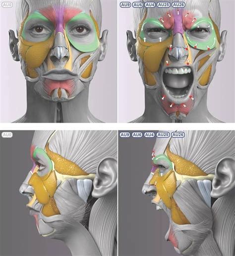 ใบหน้า, การวาดรูปคน, ร่างกายมนุษย์