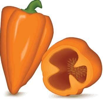 Paprica 1 Free Vector / 4Vector
