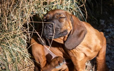 Can Dogs Get Lice? Tips & Tools To Protect Your Dog