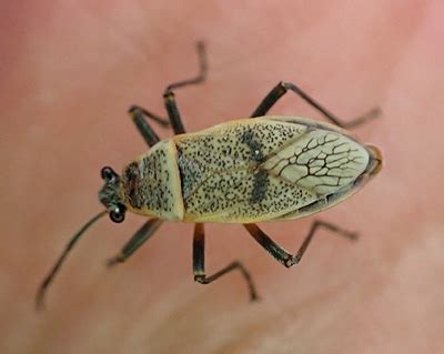 largus maculatus largus maculatus bugguidenet