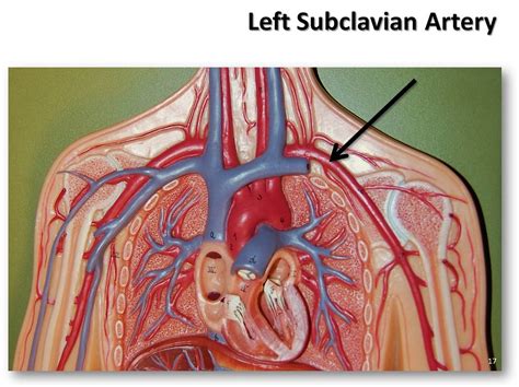 internal carotid anatomy