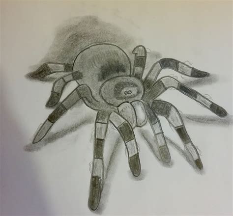 Cute Tarantula Drawing - Drawing.rjuuc.edu.np