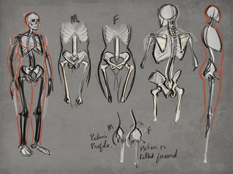 Anatomy Skeleton Drawing at GetDrawings | Free download