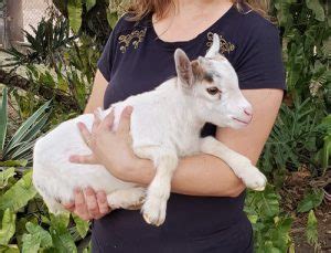 Quanto Custa Um Cabrito Pequeno - Quanto Custa um Cabrito de Estimação ? Onde Comprar ? | Mundo Ecologia