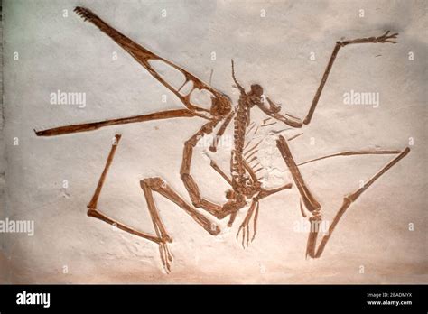 Pterodactyl skeleton hi-res stock photography and images - Alamy