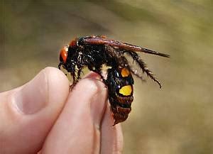 Сколия-гигант или сколия пятнистая Megascolia maculata. Самая крупная ...