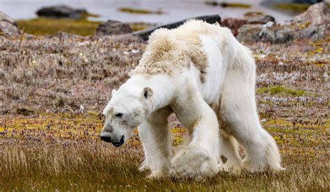 Oso polar, ¿en peligro de extinción? 🐻 - Chismes Today