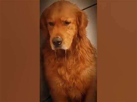 Собаки ,ржака 🤣🤣🤣Для настроения 👌 - YouTube
