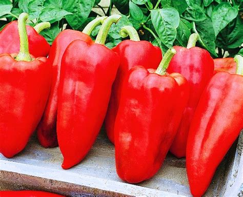 Лучшие сорта перцев на 2021 год: самые вкусные и урожайные - Огород-365