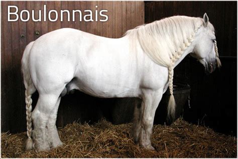 馬 // The 9 french draft horse breeds