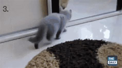 Cat Seeing Itself GIF - Mirror Cat Scared - Discover & Share GIFs