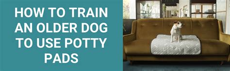 how to potty train a dog with pads