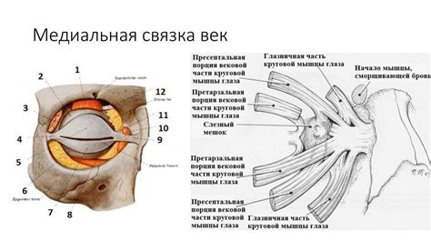 Анатомия век, конъюнктивы и слёзного аппарата - презентация онлайн