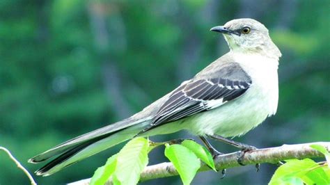 Mockingbird Wallpaper - WallpaperSafari