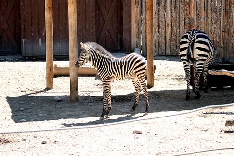 'Explosion' of baby animals at Idaho Falls Tautphaus Park Zoo - East ...