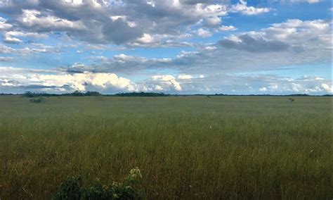 black rail atlantic coast joint venture