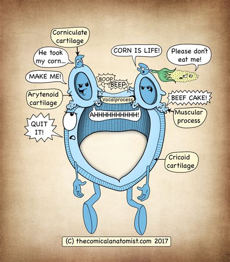 Cricoid Cartilage Anatomy - The Comical Anatomist