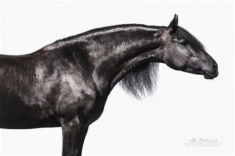 - фотографии - Алла Лапицки - конники - equestrian.ru