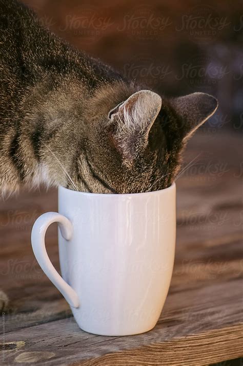 "Coffee Cup Cat" by Stocksy Contributor "PER Images" - Stocksy