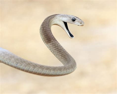 The Black Mamba, the world's fastest snake. Beautiful Snakes, Animals ...