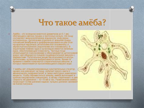 Простейшие: амёба - презентация онлайн