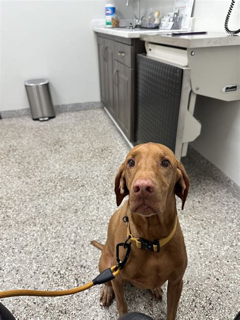 Southport animal hospital