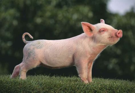 choose pig breeds   farm pet pigs baby pigs farm