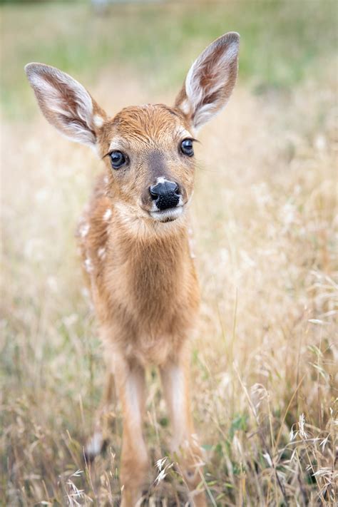 Baby Antelope