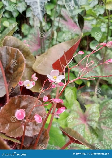 Begonia obliqua flowers stock image. Image of autumn - 269718621