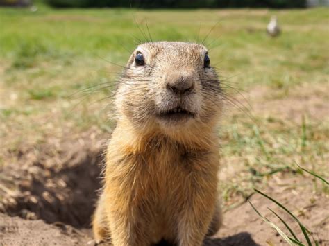 Premium Photo | Gopher is smiling and looking at the camera on the lawn ...