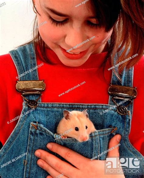 mesocricetus auratus / golden hamster, Stock Photo, Picture And Rights ...