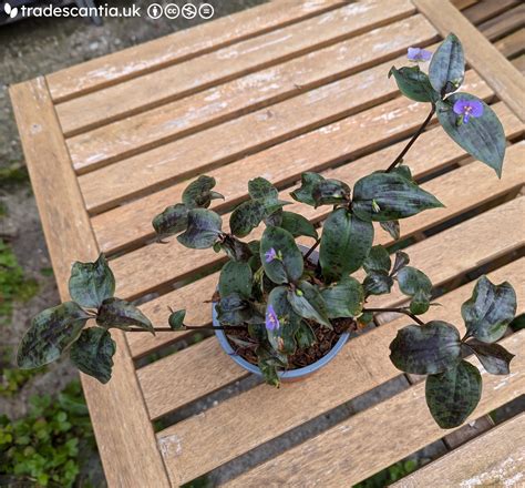 Tinantia pringlei dark form - Tradescantia Hub Shop