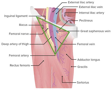 O Que É Comprimento Femoral - O Que é Comprimento Femoral - RETOEDU