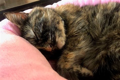 how to care for a ladybug